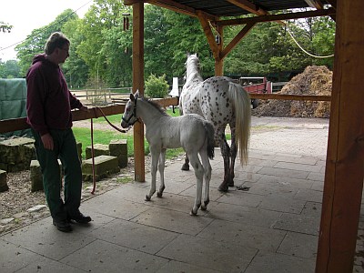 Apollo angebunden