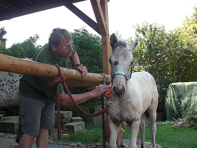 Fohlenbrennen3