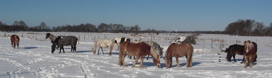 Alle auf der Weide im Schnee