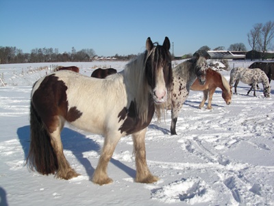 Luna im Schnee