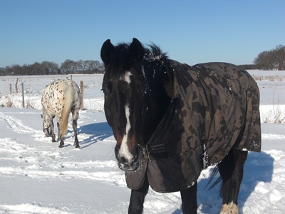 Rinaldo im Schnee